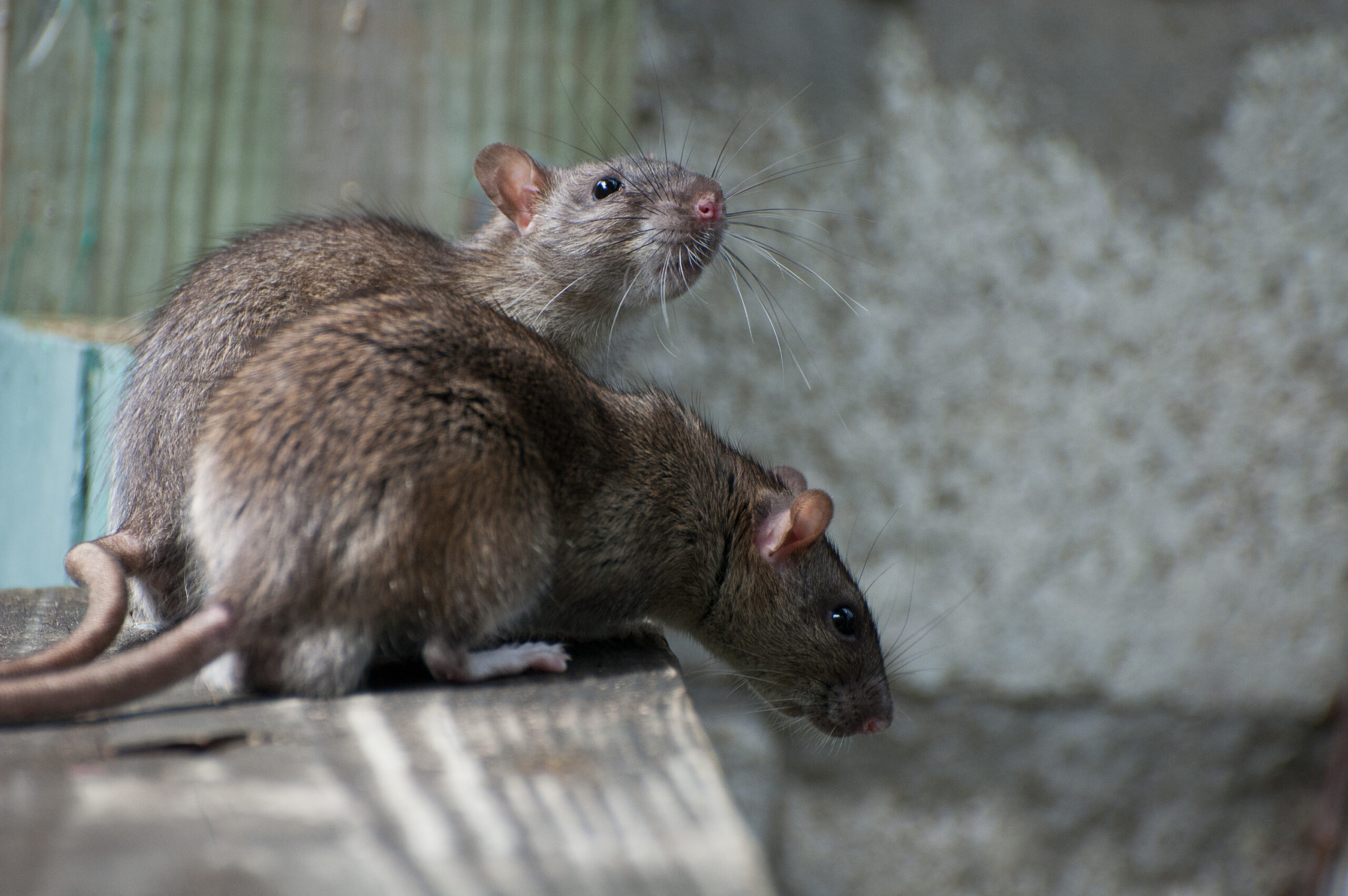 Brown,Rat
